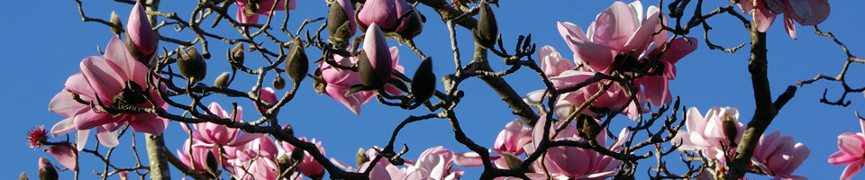 magnolia tree in bloom